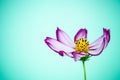 Purple and pink wild flower Ã¢â¬ÅWild Cosmos FlowerÃ¢â¬Â Cosmos bipinnatus blooming during Spring and Summer closeup macro photo Royalty Free Stock Photo